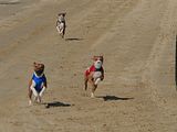 Golden Rabbit European Sandtrack-Derby Th. Ernst (176)